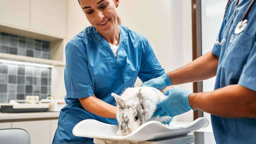 bahçelievler veteriner kliniği