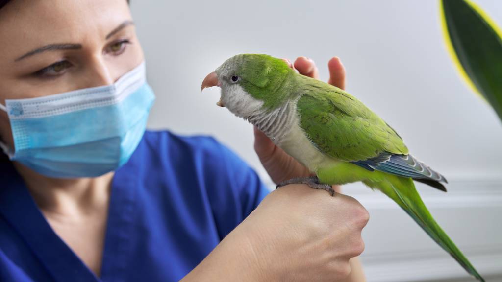 bakırköy veteriner kliniği