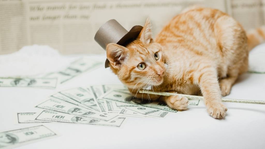 kedi aşı fiyatları