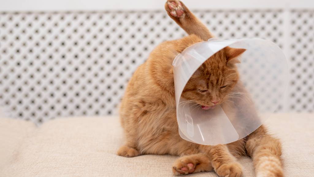 kedi kısırlaştırma fiyatları