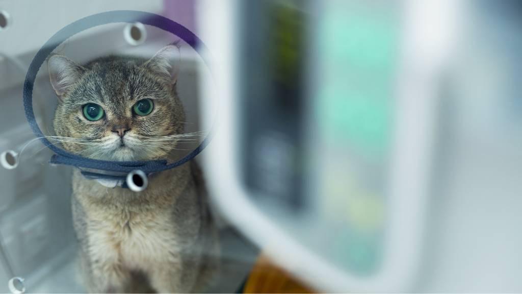kedi kısırlaştırma ücretleri