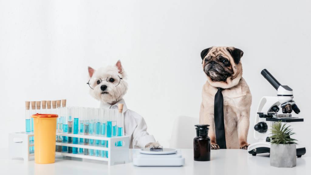 köpek aşı fiyatları