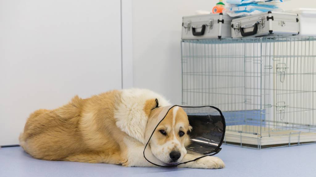 köpek kısırlaştırma ücreti