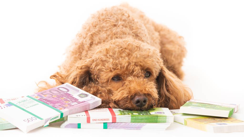 köpek kısırlaştırma ücretleri