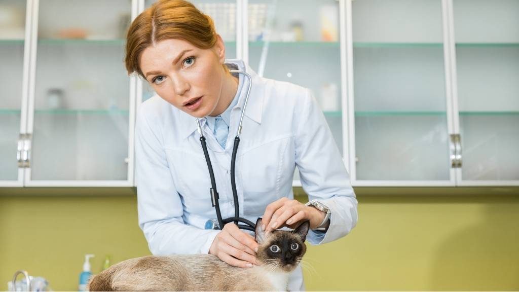 Sümer Veteriner Kliniği