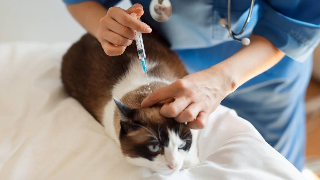 veteriner aşı, kedi ve köpek aşıları