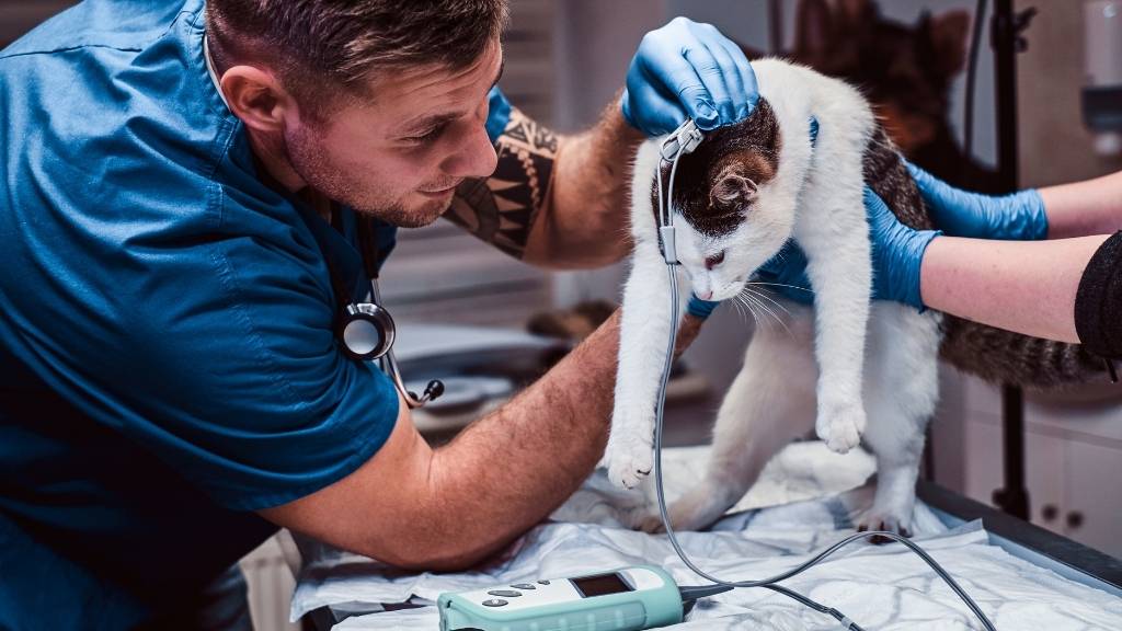 veteriner kedi köpek check up