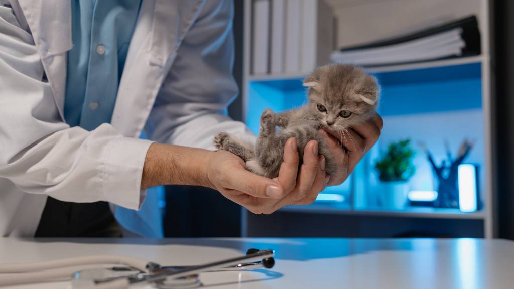 veteriner kedi köpek doğum sezaryen