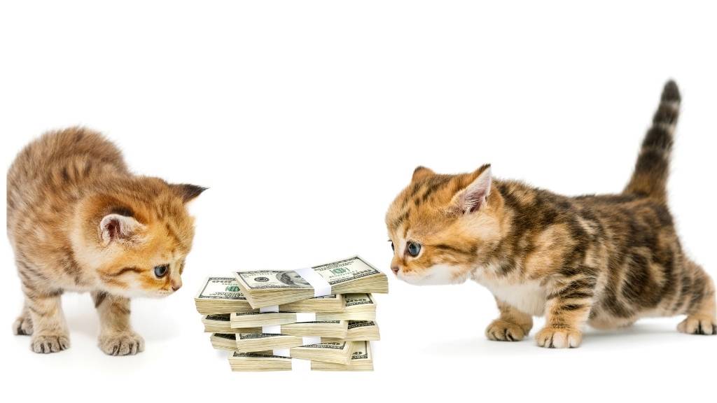 veteriner kedi muayene ücreti