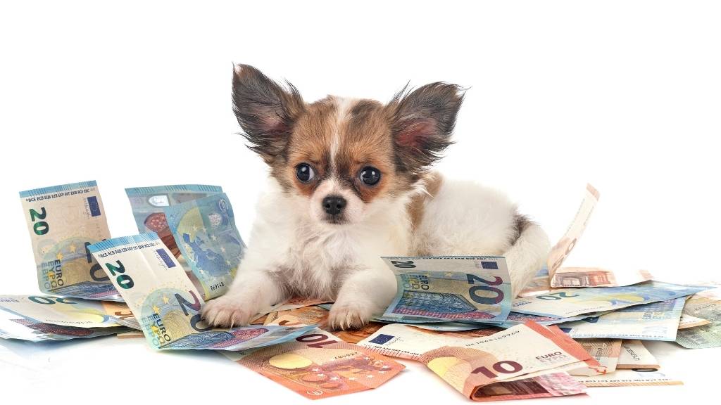 veteriner köpek muayene ücreti