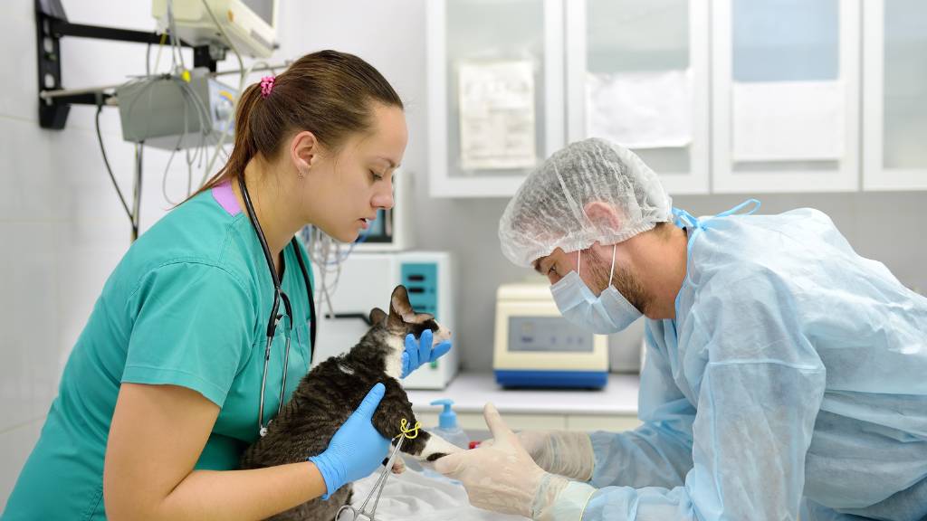Yenidoğan Veteriner kliniği