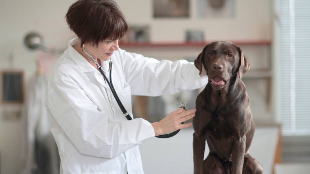 yeşiltepe veteriner kliniği