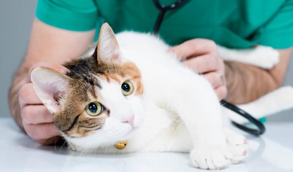 Bayrampaşa veteriner kliniği