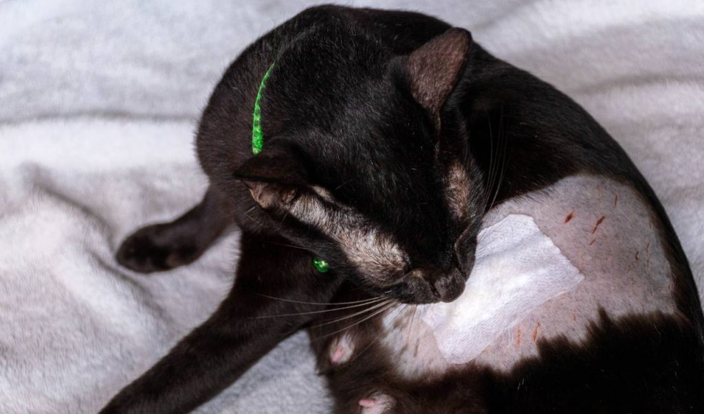 dişi kedi kısırlaştırma