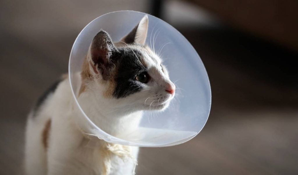erkek kedi kısırlaştırma