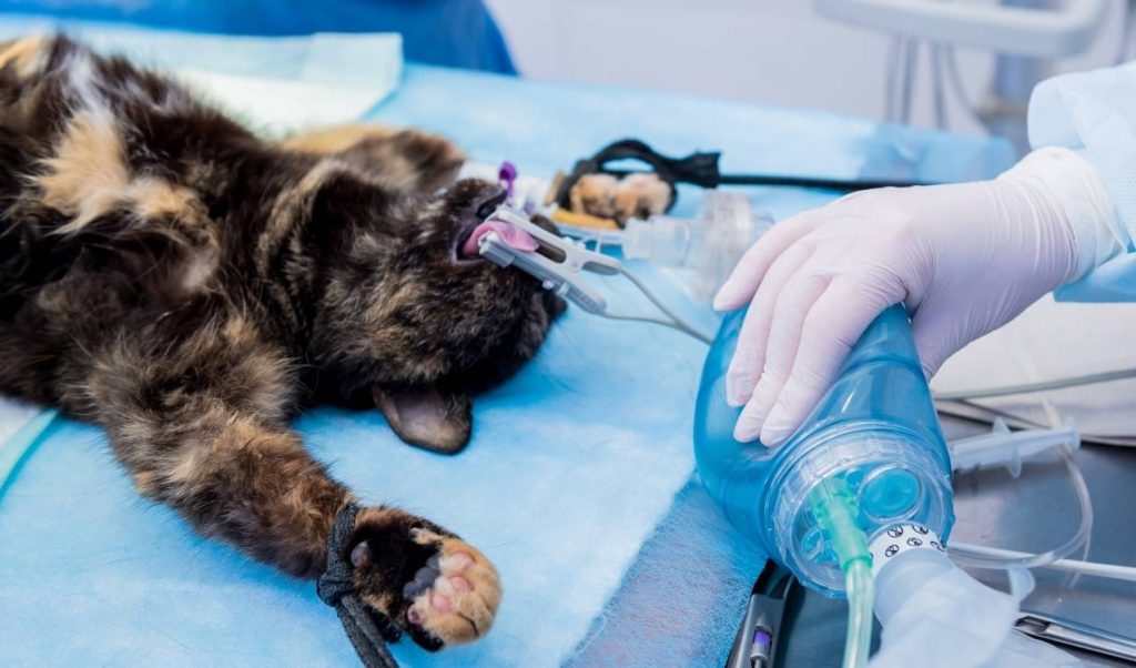 erkek kedi kısırlaştırma fiyatı
