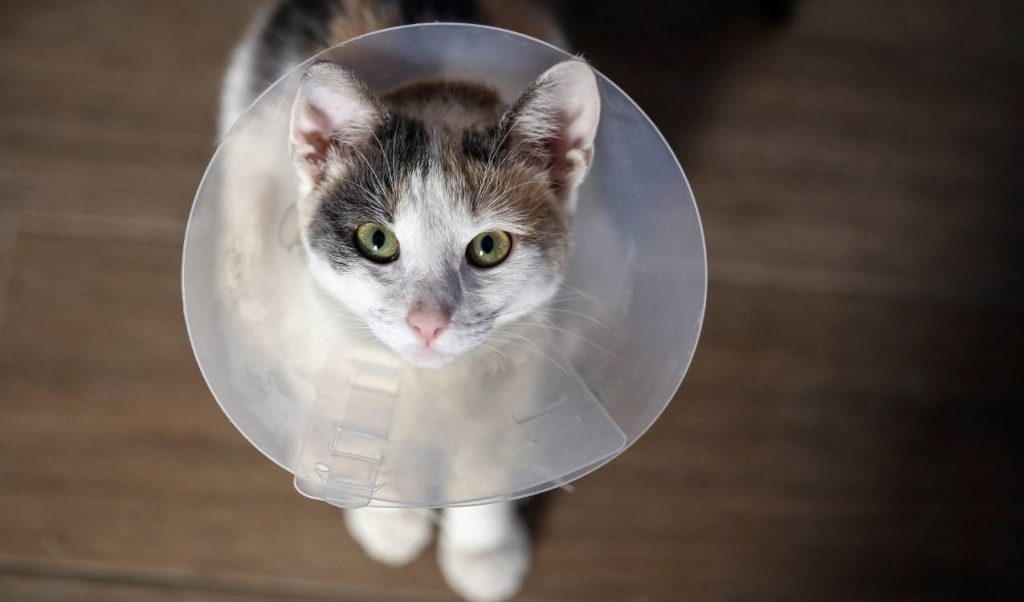 erkek kedi kısırlaştırma sonrası