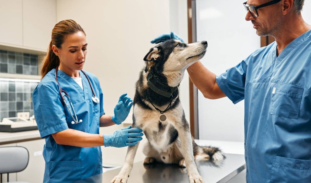 erkek köpek kısırlaştırma