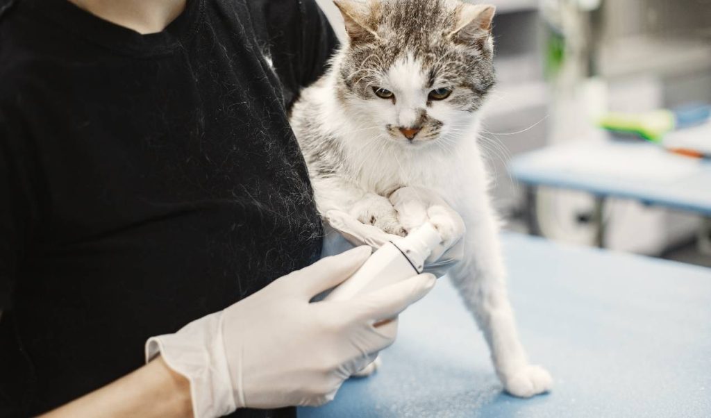 güngören veteriner kliniği