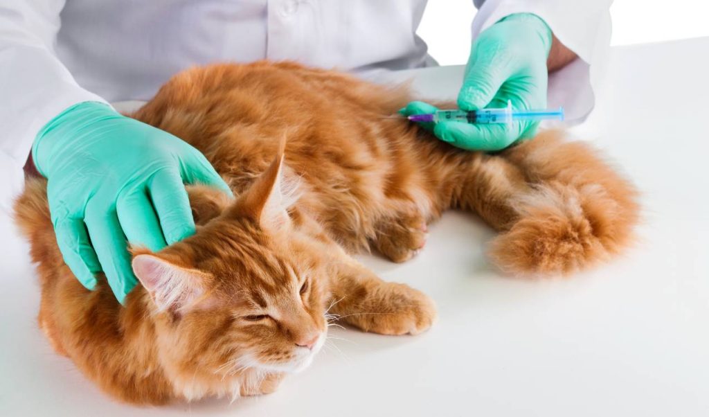 kedi aşı takvimi
