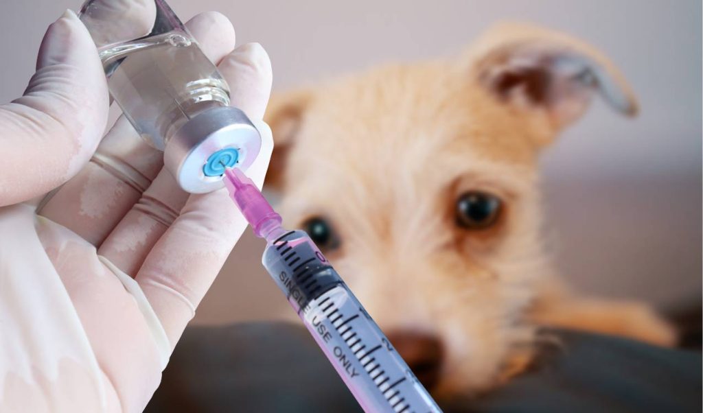 köpek aşı takvimi