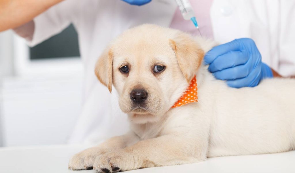 yavru köpek aşı takvimi