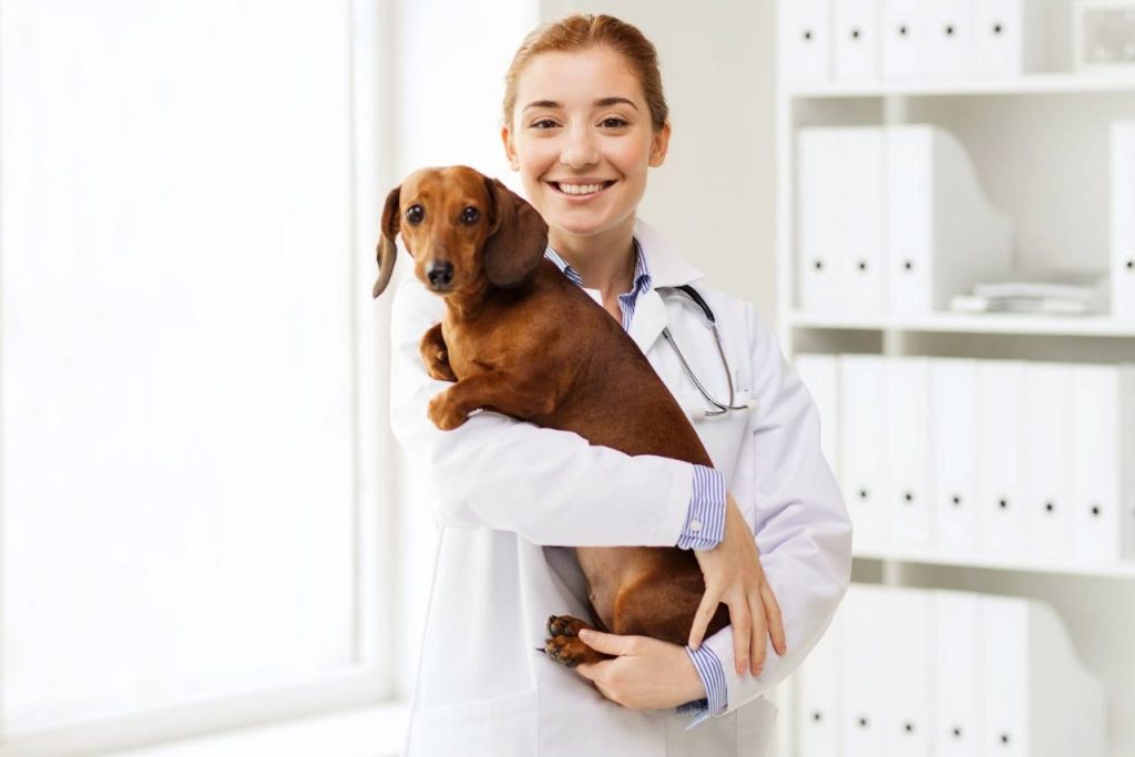 cevizlibağ veteriner kliniği