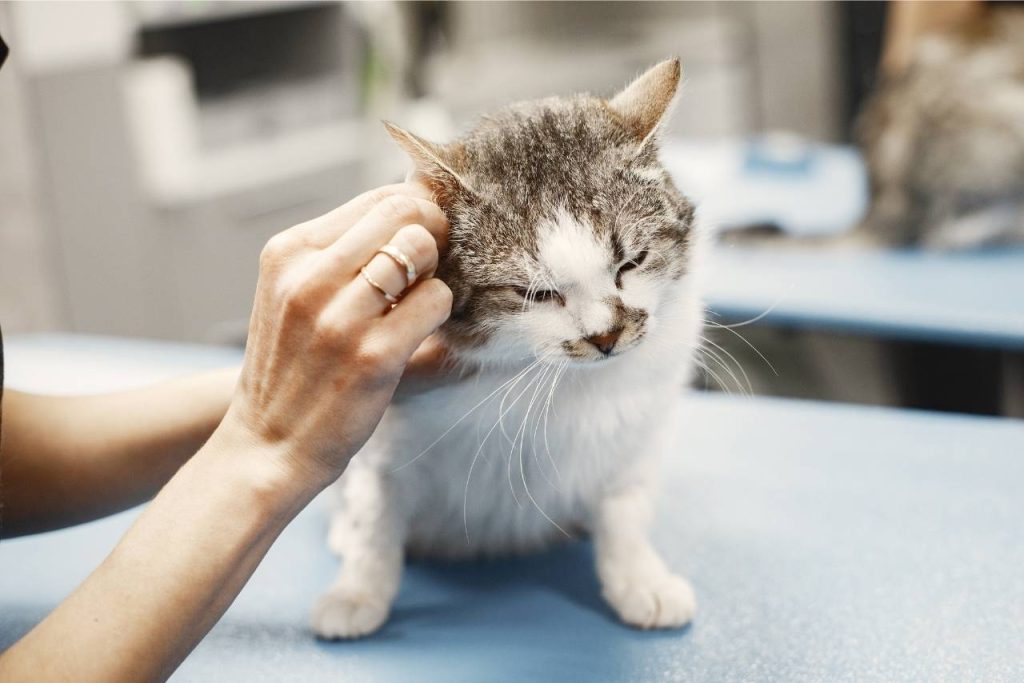 çobançeşme veteriner kliniği