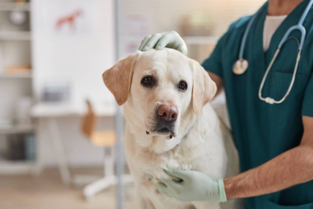 fevzi çakmak veteriner kliniği
