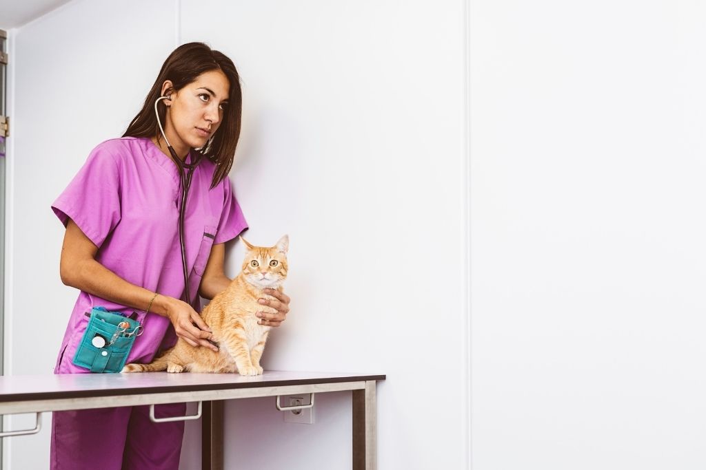 hürriyet veteriner klinikleri