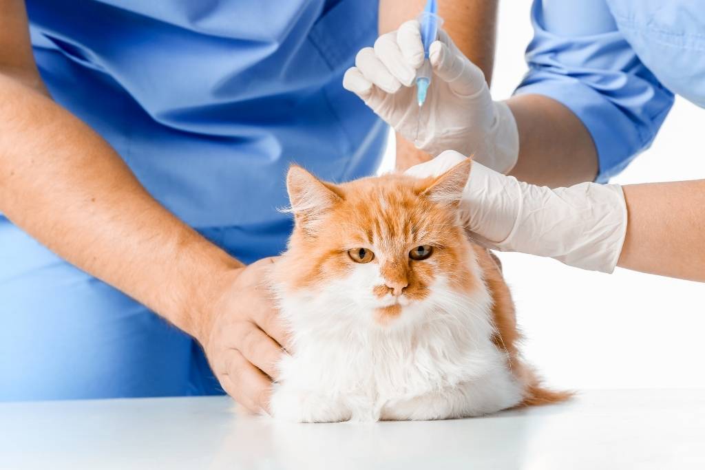 kedi aşıları fiyatları