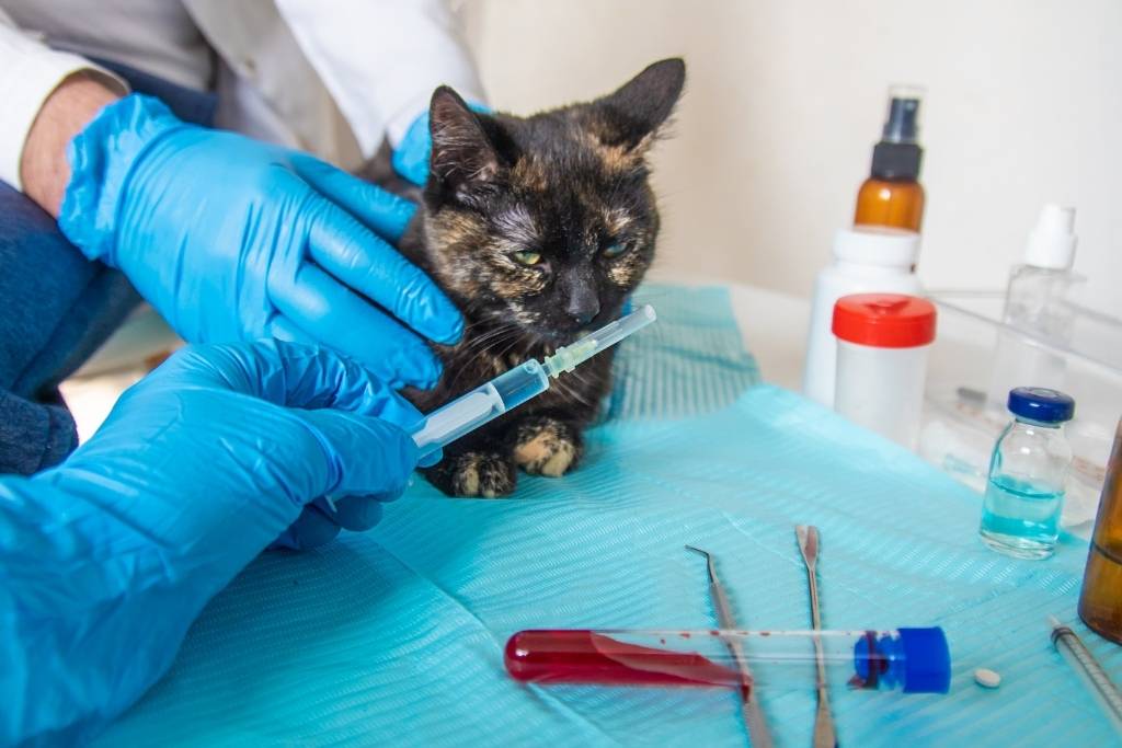 kedi aşıları nelerdir
