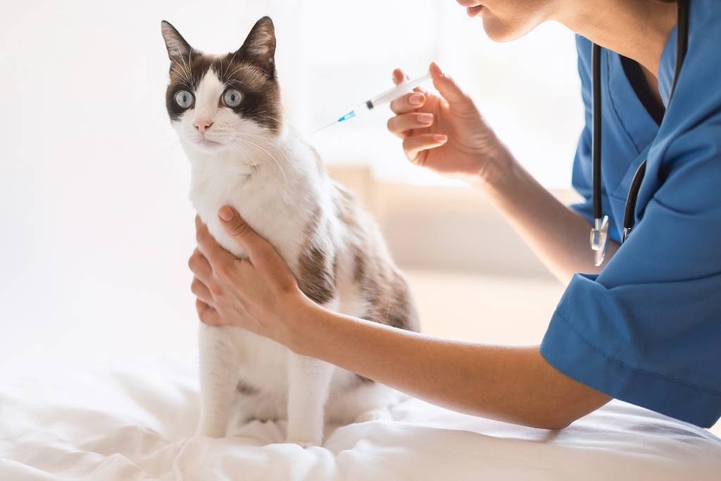 kedi aşıları
