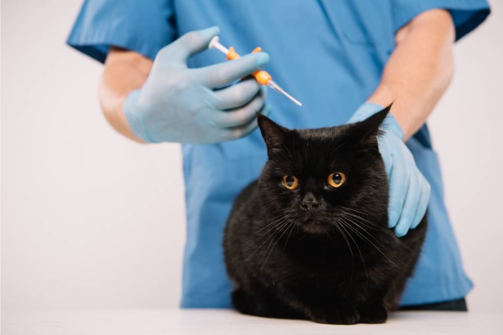 kedi karma aşı