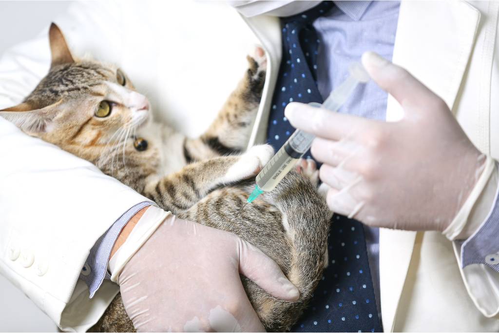 kedi kuduz aşısı fiyatları