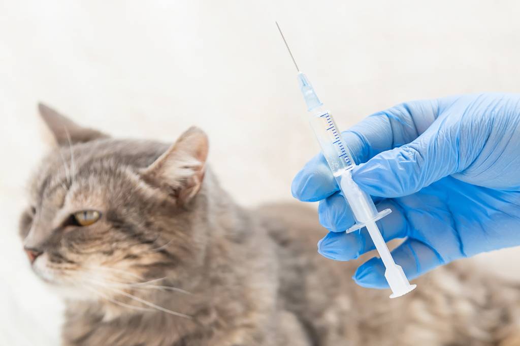 kedi kuduz aşısı ne zaman yapılır