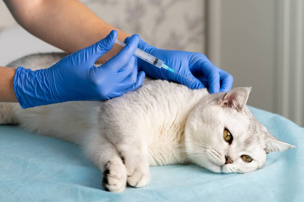 kedi kuduz aşısı