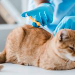 kedi lösemi aşısı