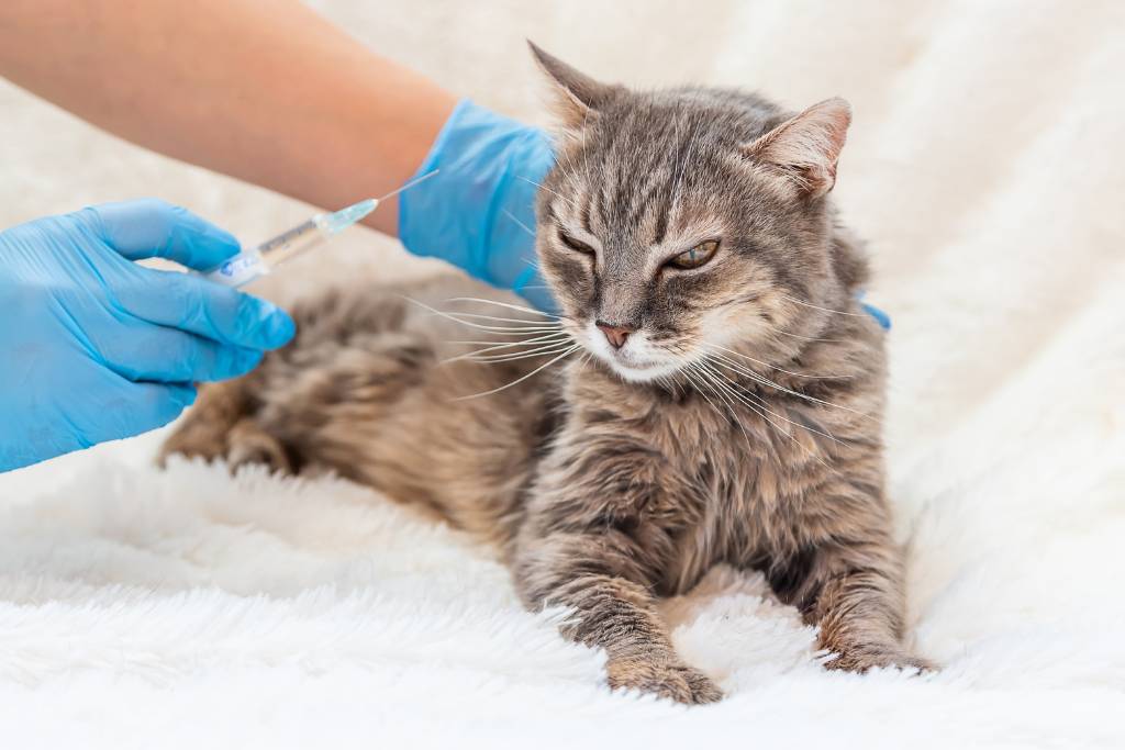 kedi lösemi aşısı fiyatı