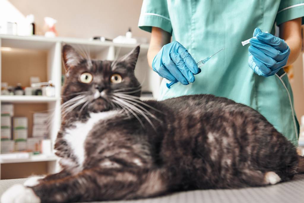 kedi lösemi aşısı ne zaman yapılır