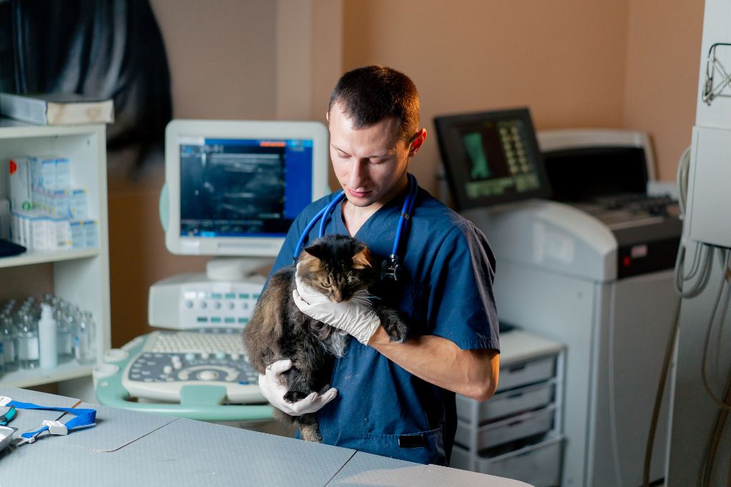 kocasinan merkez veteriner klinikleri