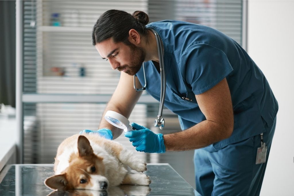 şirinevlerde veteriner kliniği