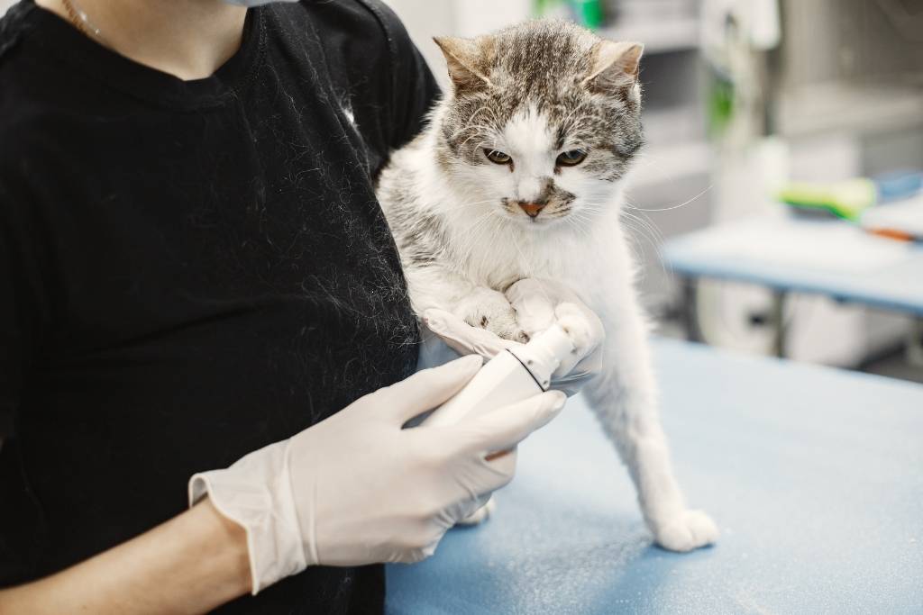 zeytinburnu açık veteriner klinikleri